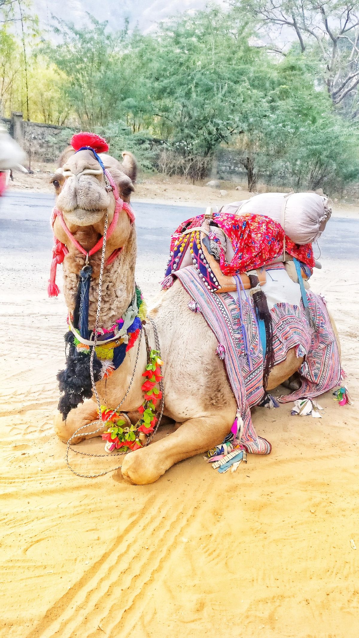 Camel Ride